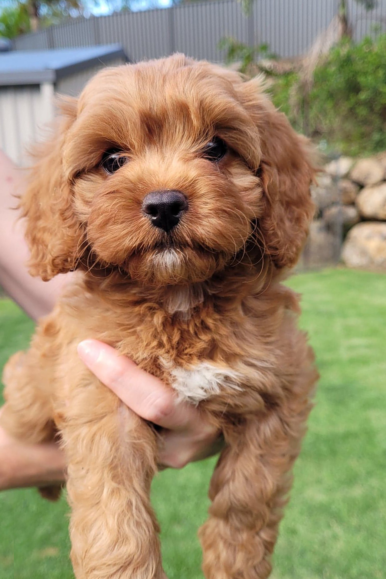 Puppies free to good home sales gold coast