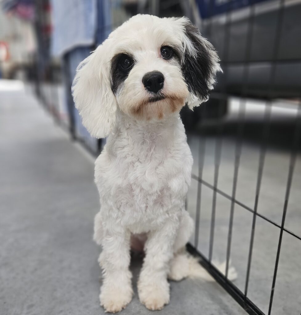 Gold coast Pups and cutz Oreo F1 Cavoodle.